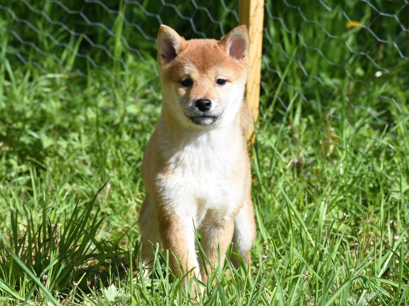petite femelle rousse