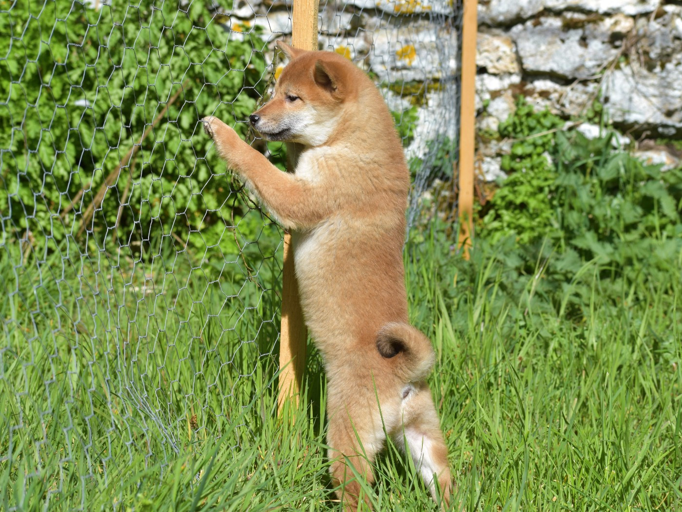 petite femelle rousse