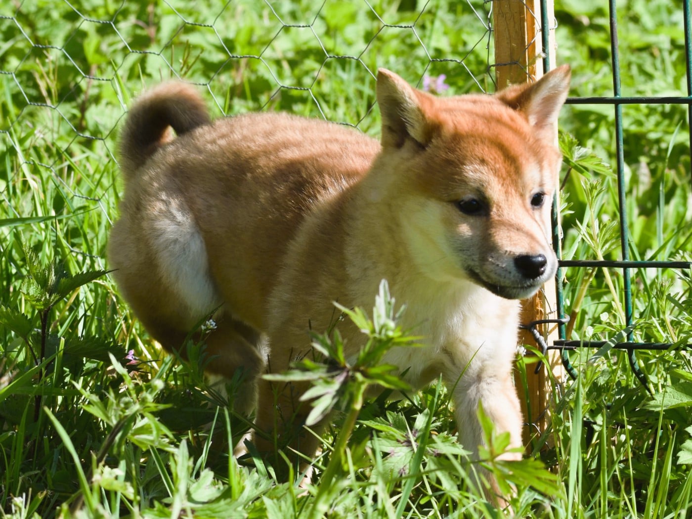 petite femelle rousse