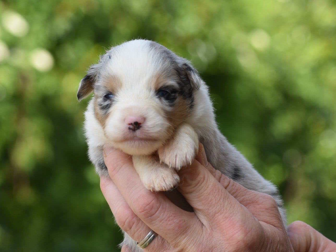 femelle bleue merle