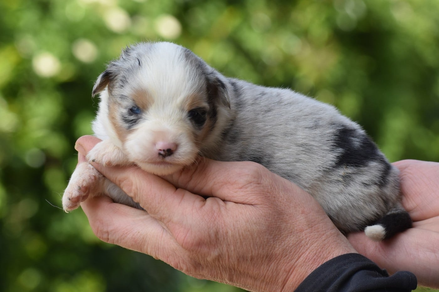 femelle bleue merle