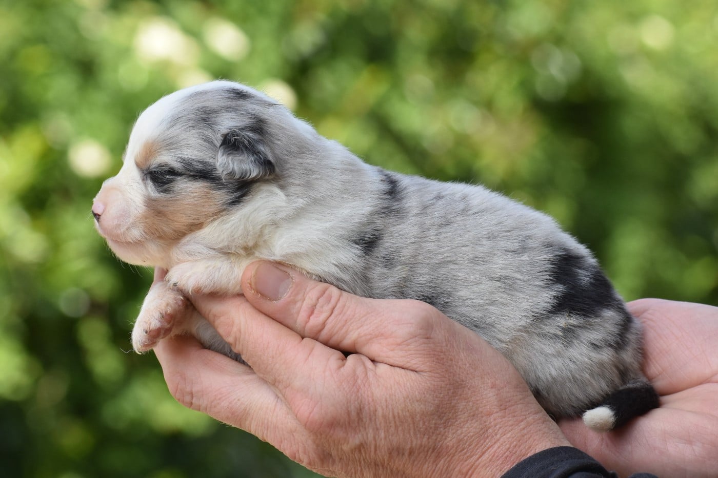 femelle bleue merle