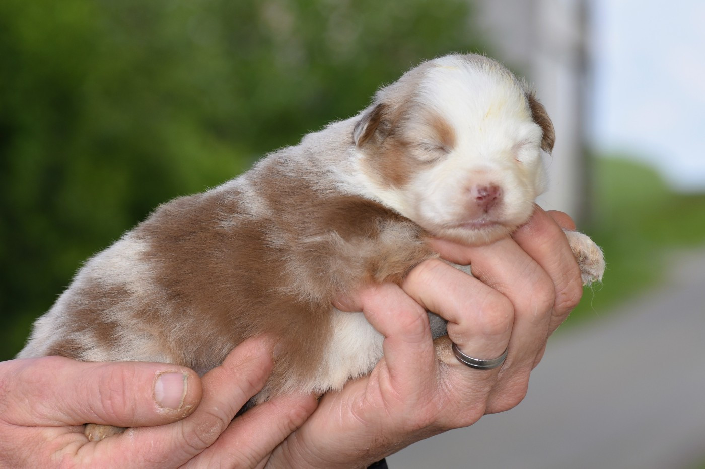 femelle rouge merle