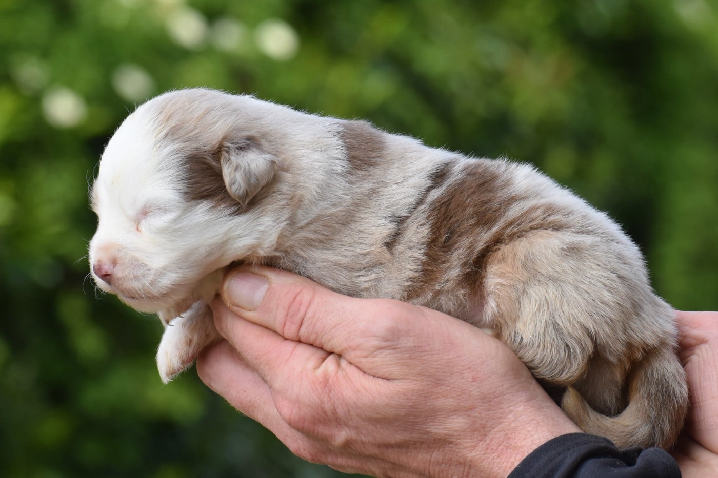 femelle rouge merle