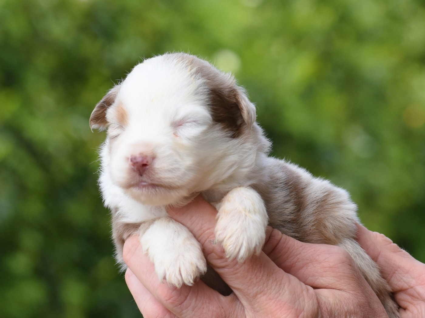 femelle rouge merle
