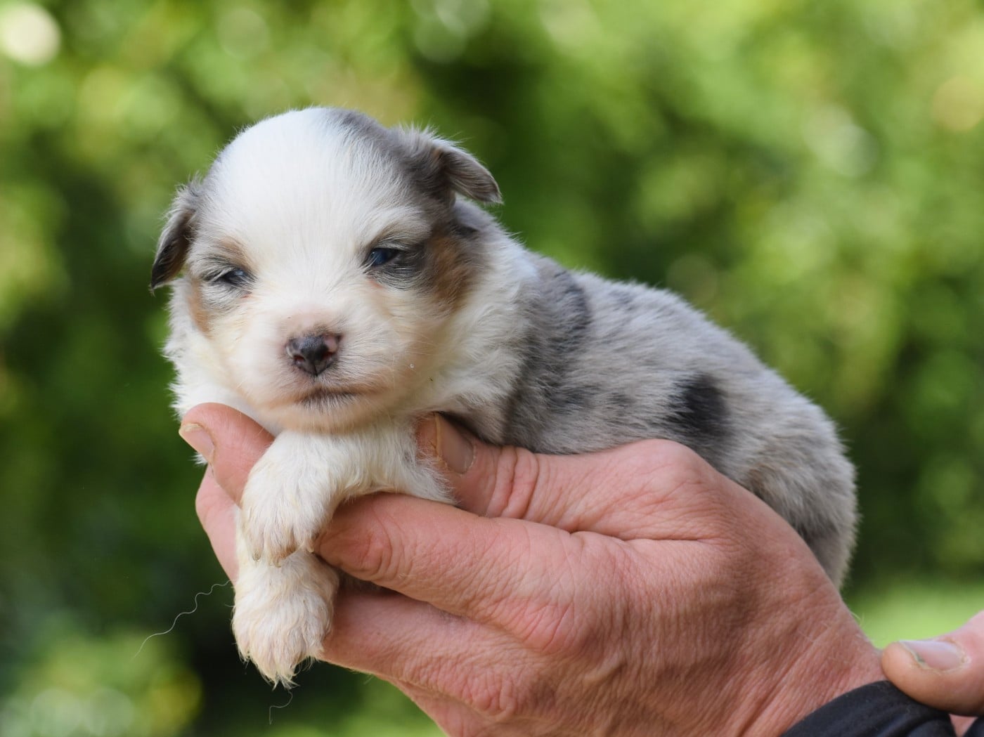 femelle bleue merle