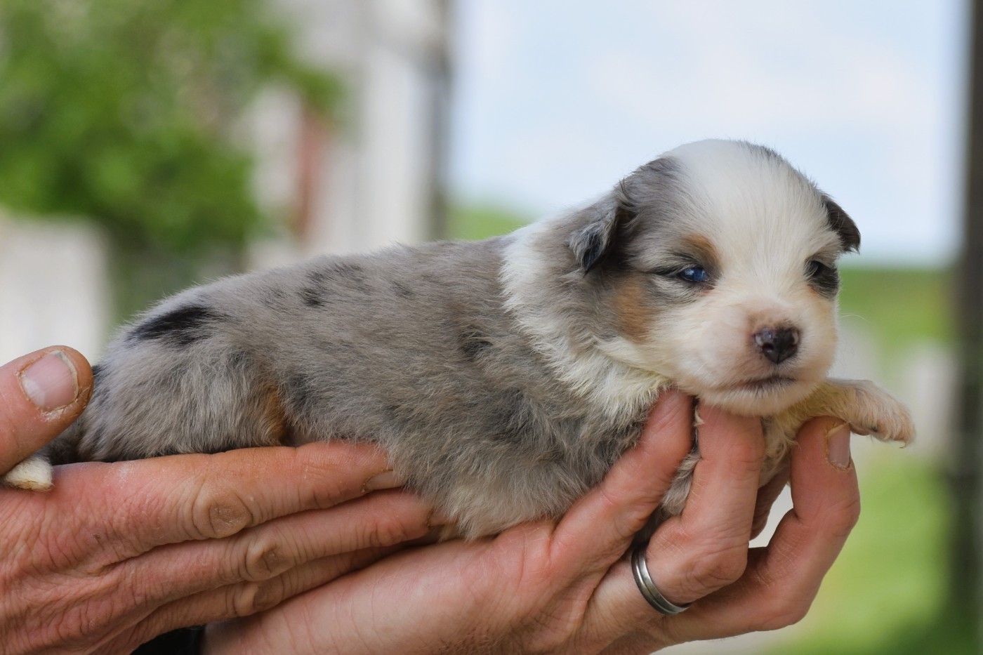 femelle bleue merle
