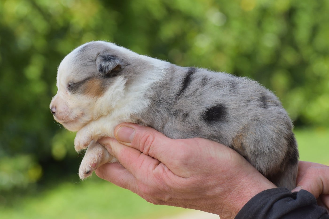femelle bleue merle