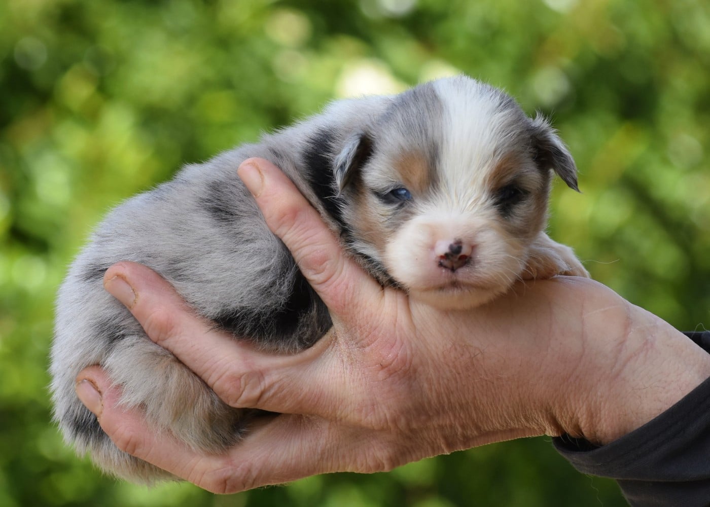 mâle bleu merle