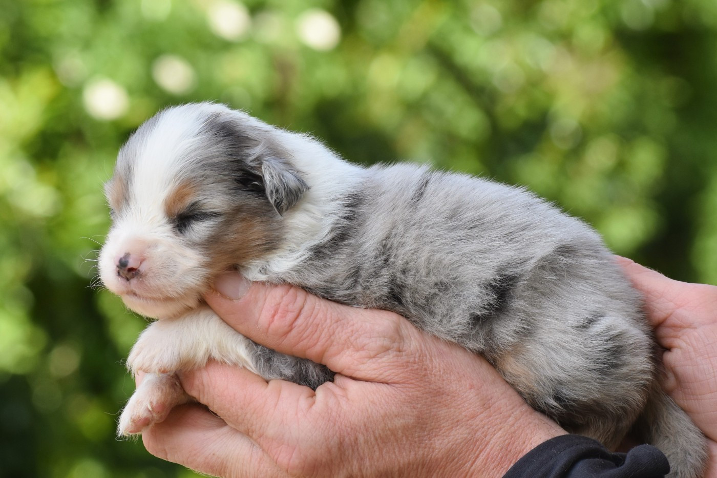 mâle bleu merle