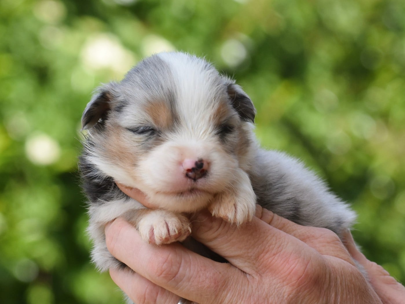 mâle bleu merle