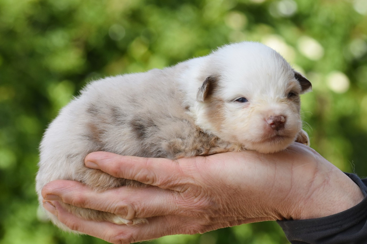 mâle rouge merle