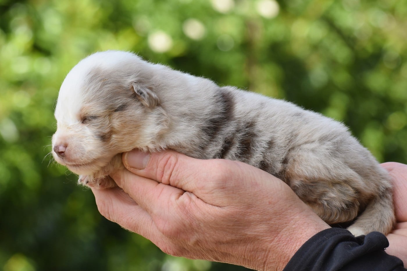 mâle rouge merle
