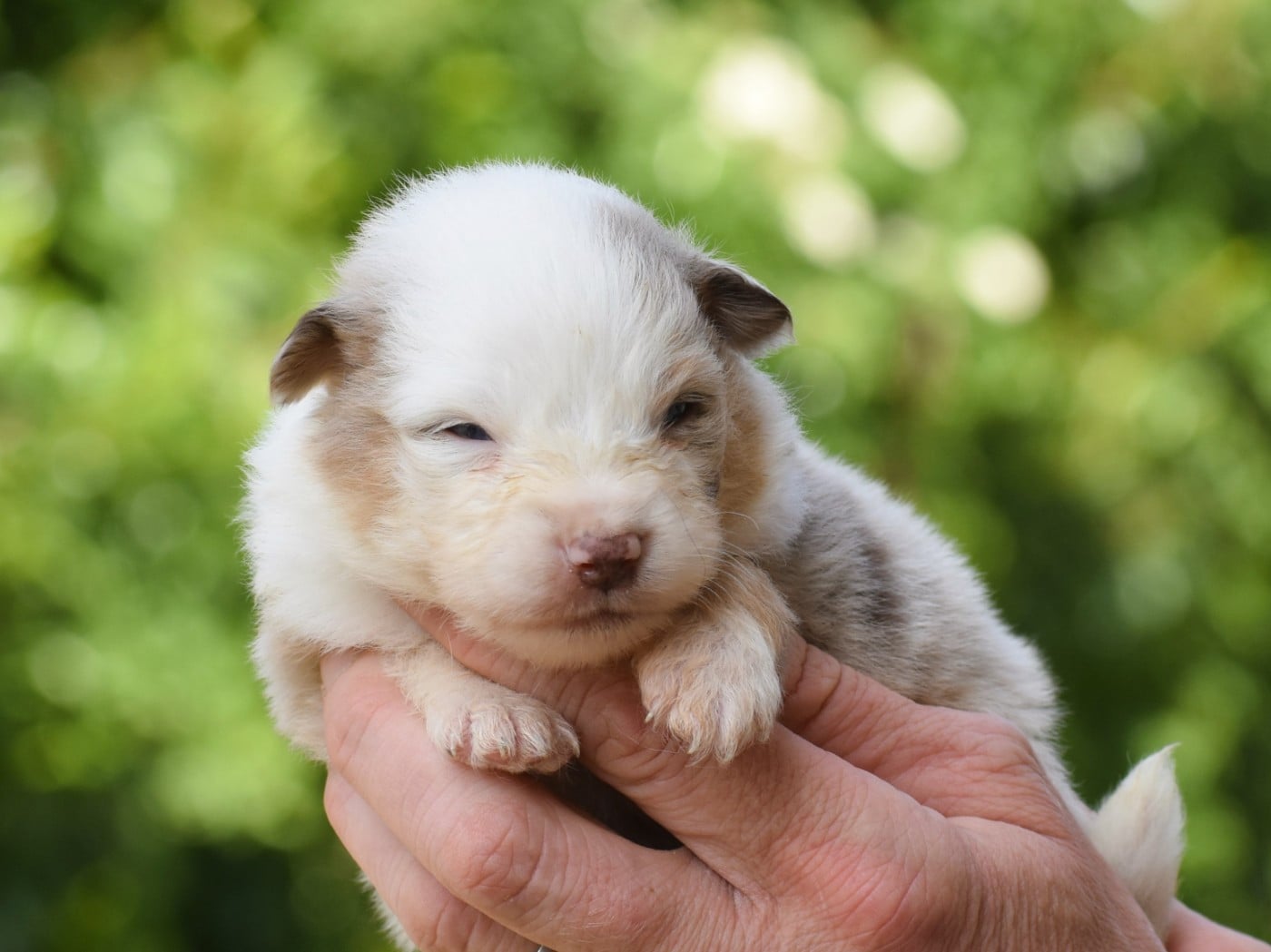 mâle rouge merle
