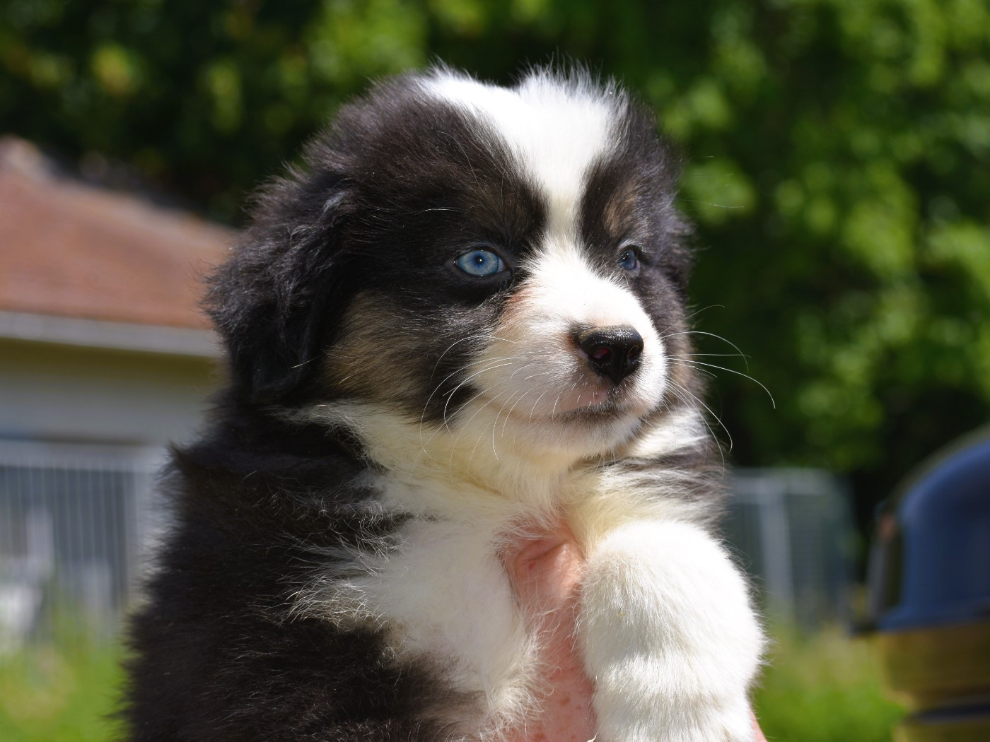 Bentley