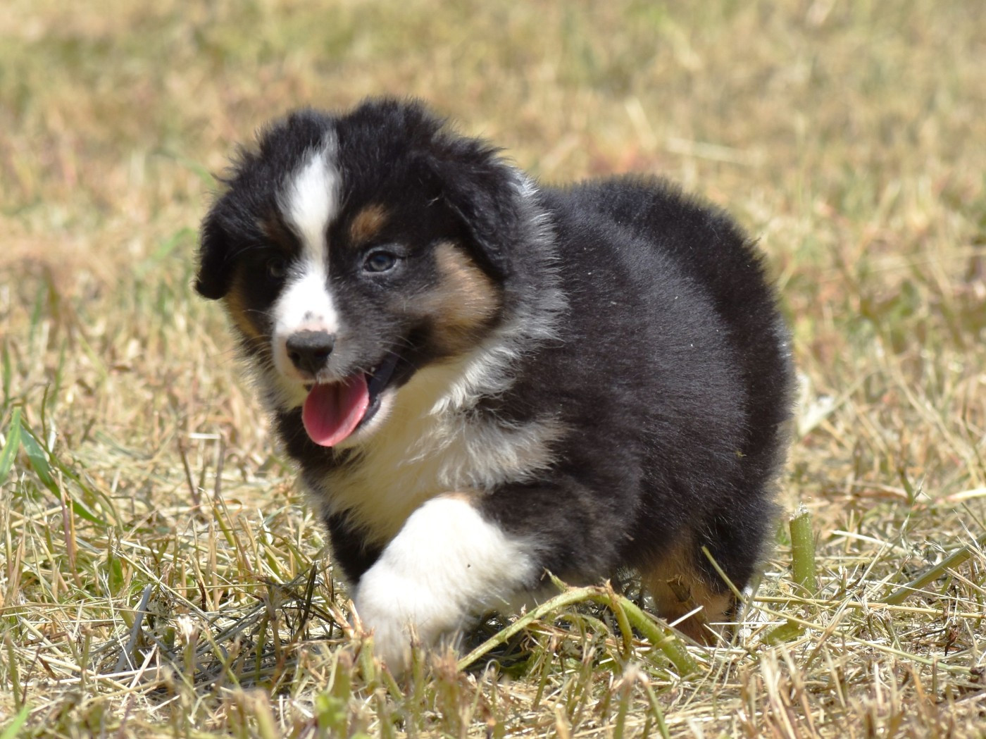 Berlioz