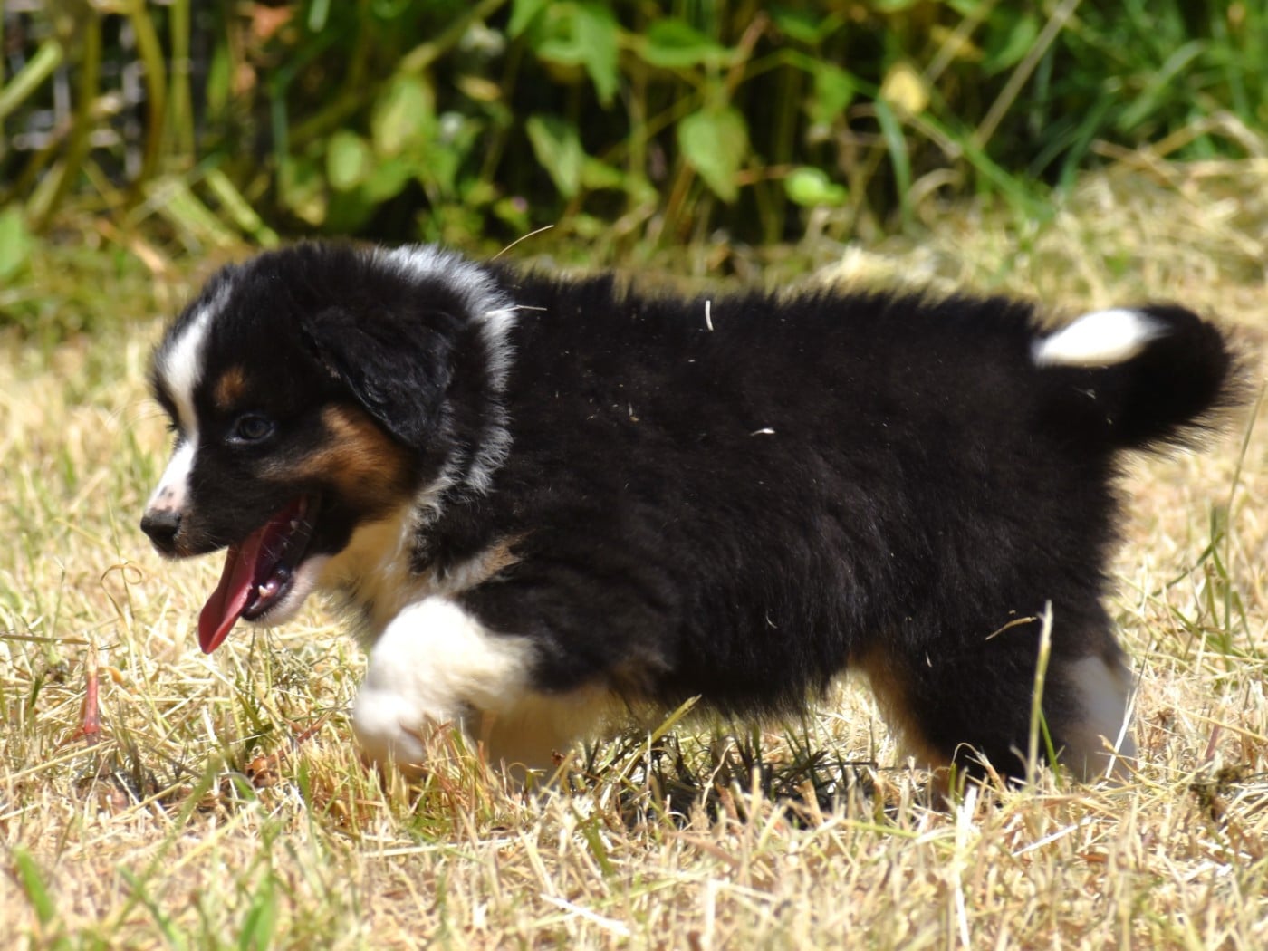 Berlioz