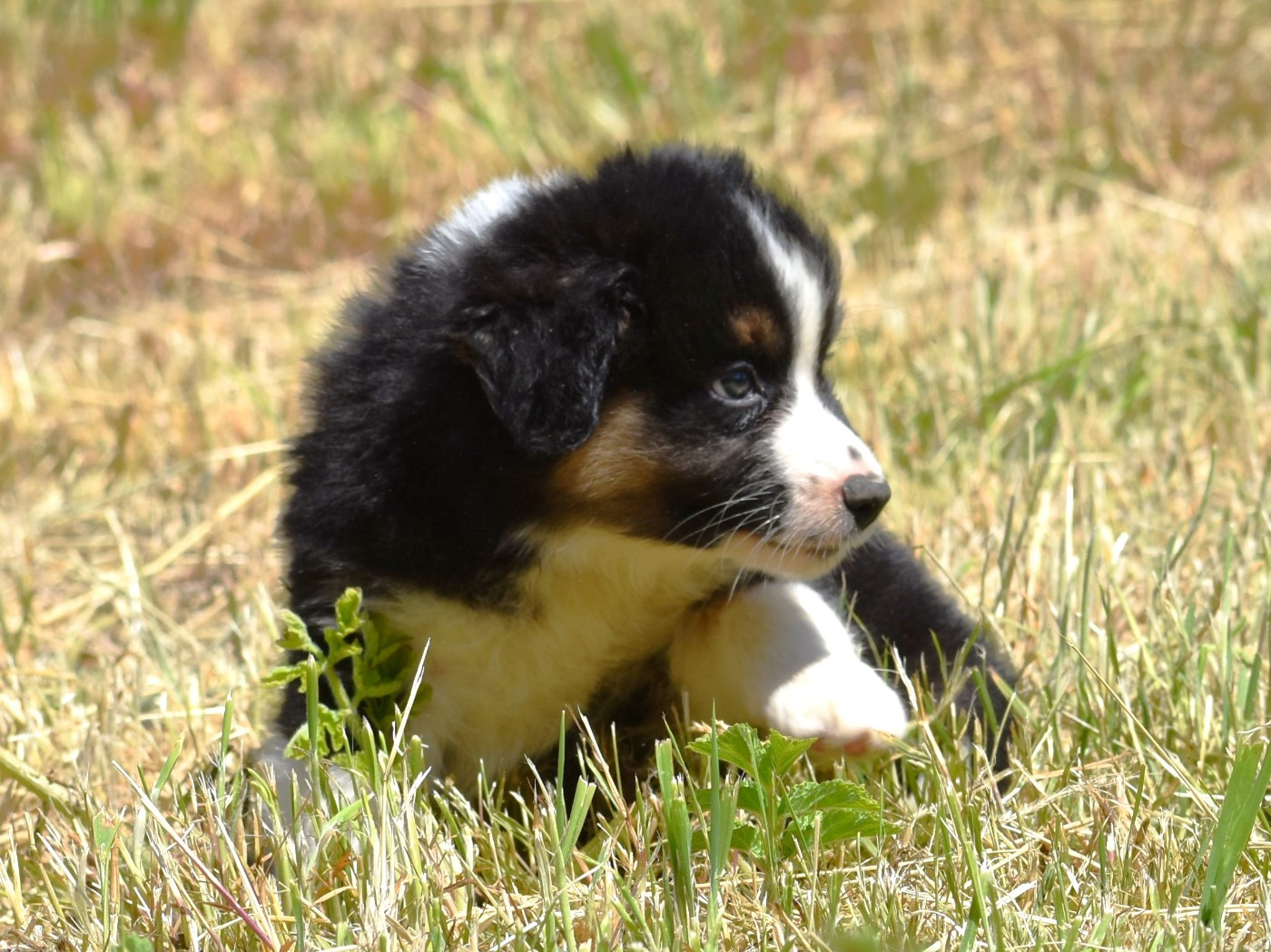 Berlioz