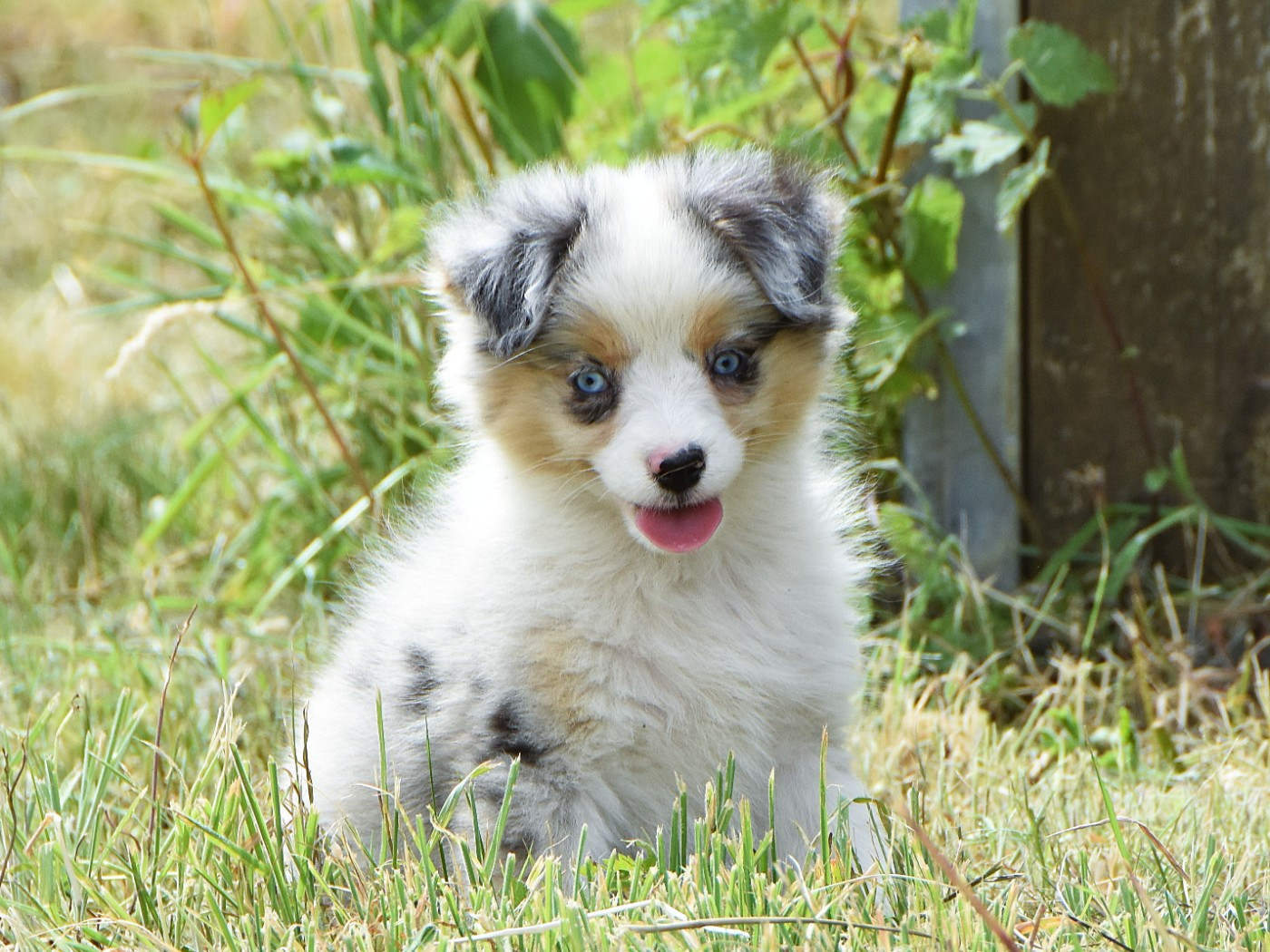 Blueberry