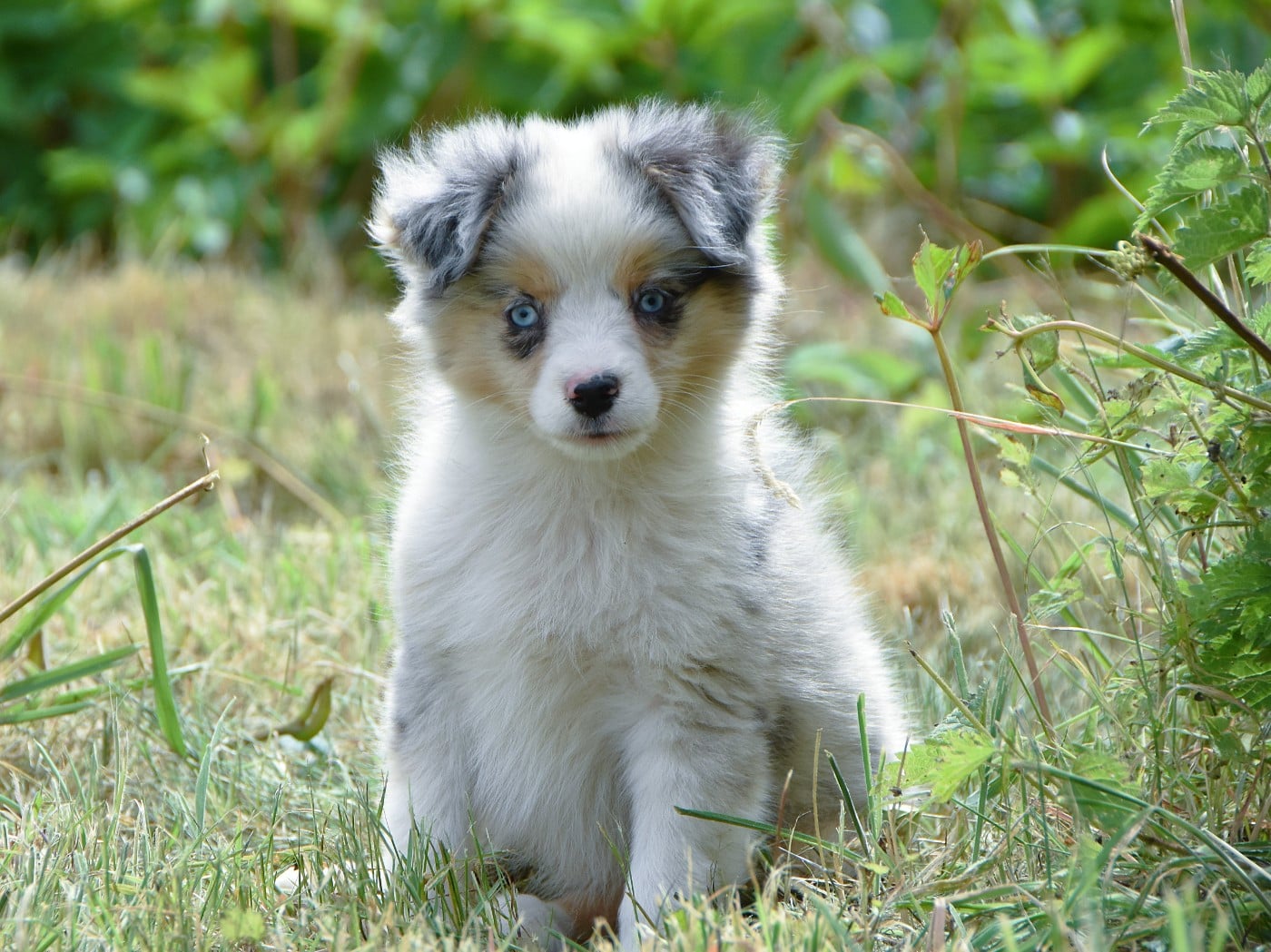 Blueberry