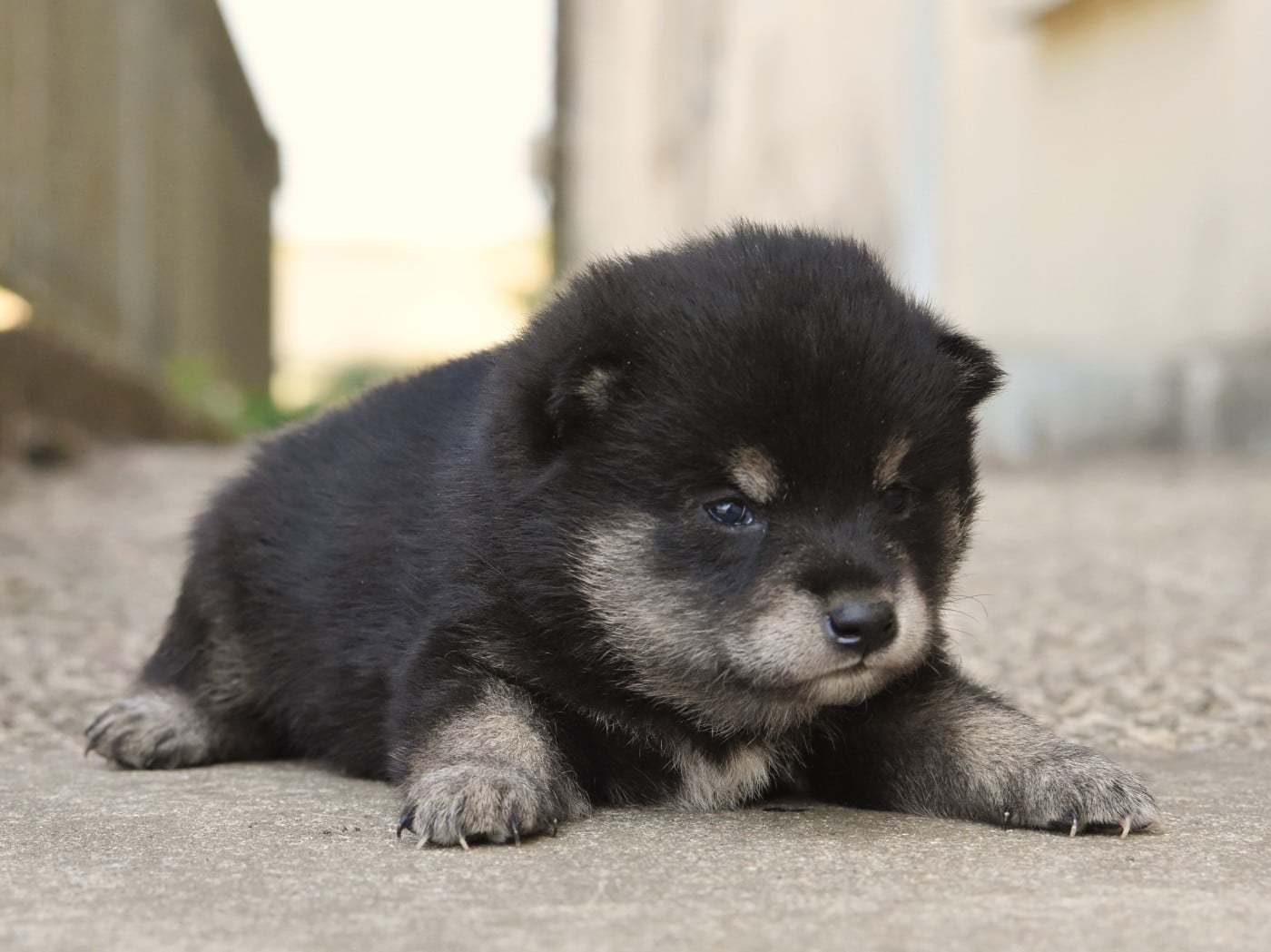 mâle noir et feu - Shiba