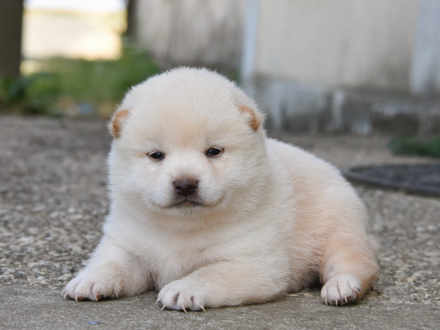 mâle blanc crème - Shiba