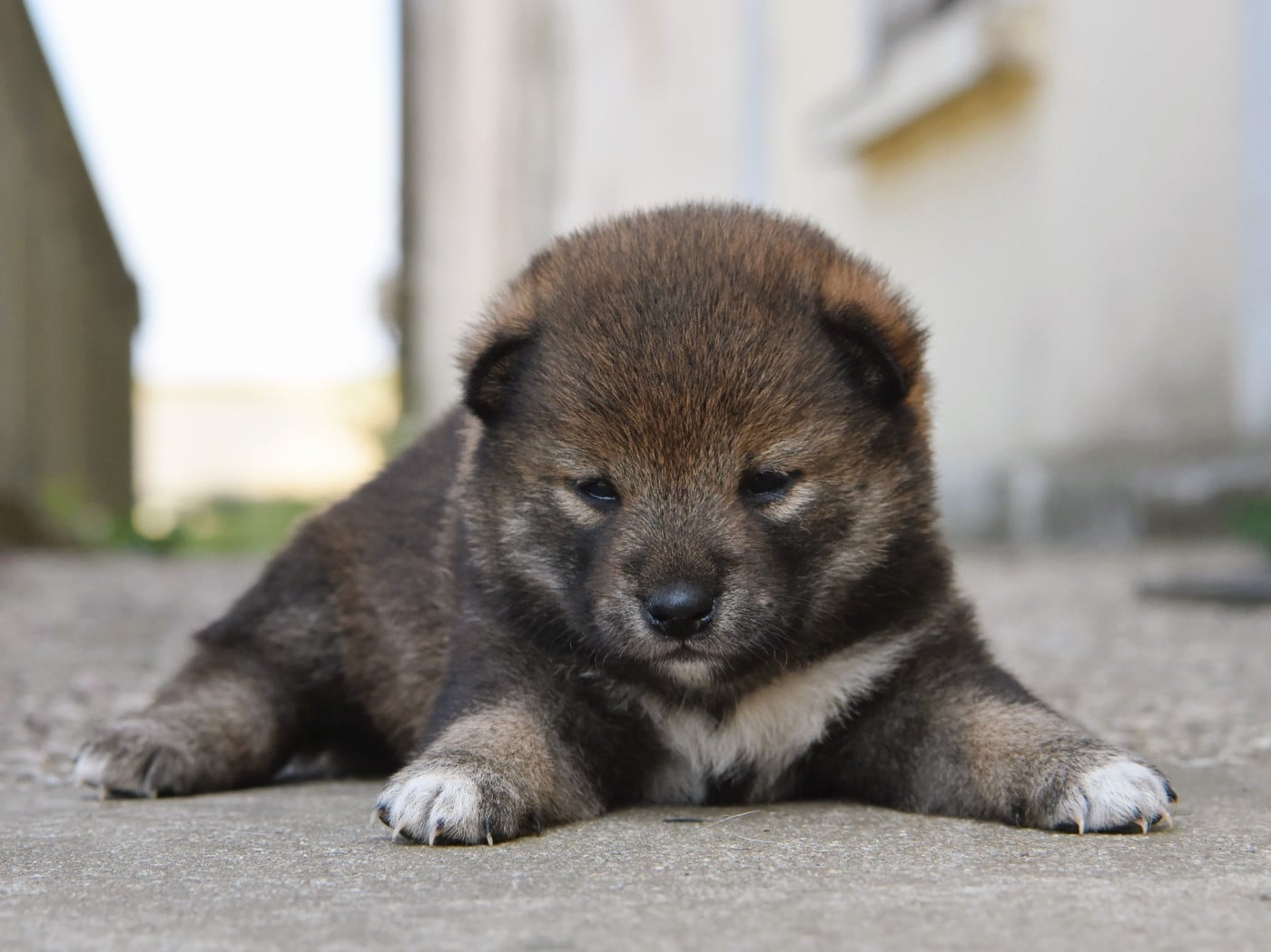 femelle sésame noire - Shiba