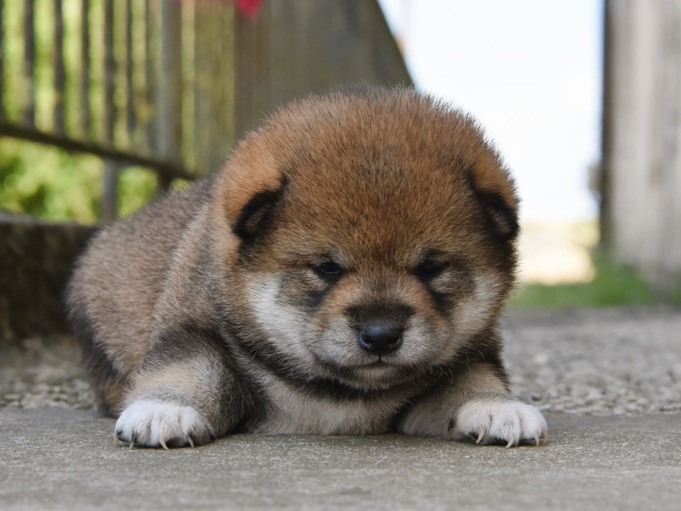 femelle sésame noire - Shiba
