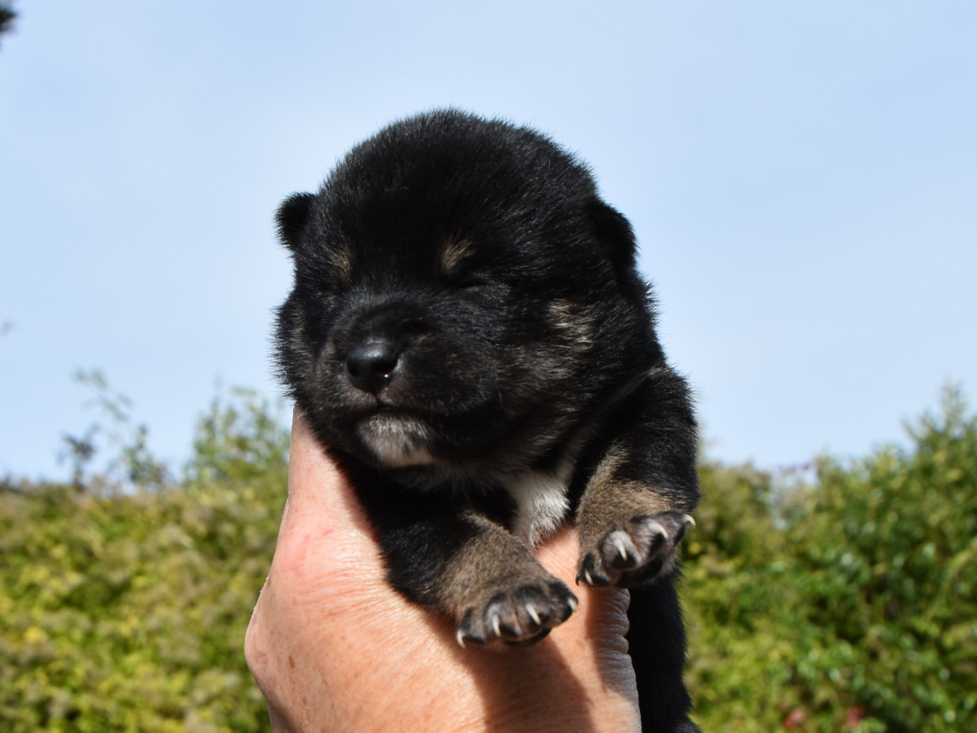 mâle noir et feu - Shiba