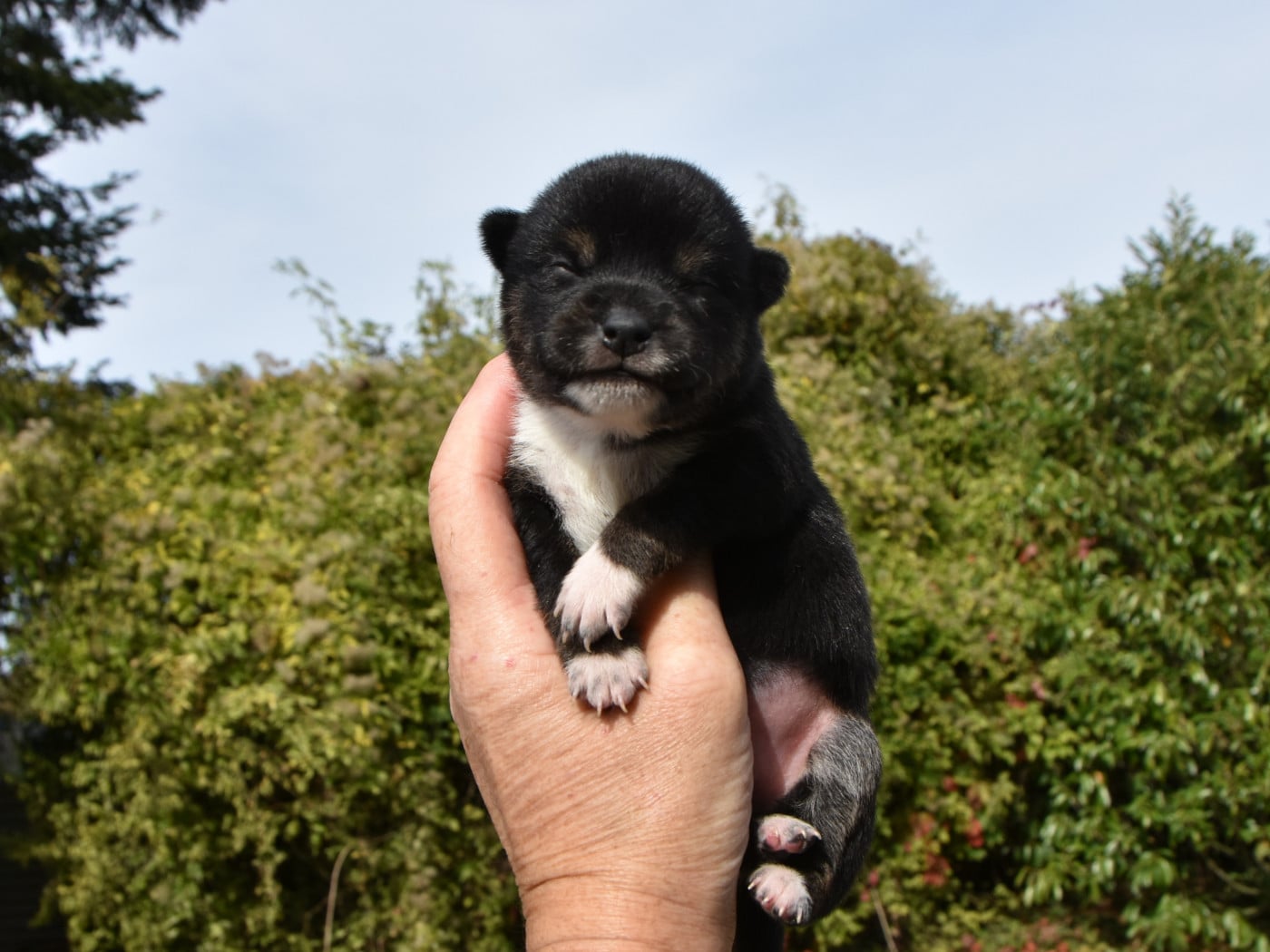 femelle noire et feu - Shiba