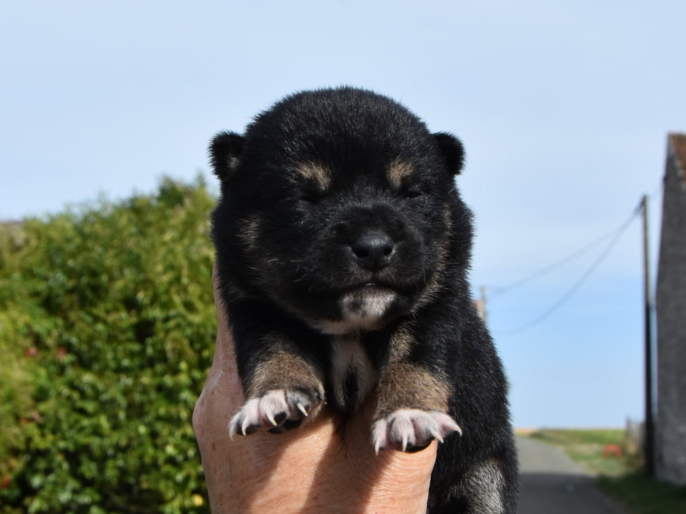 mâle noir et feu - Shiba