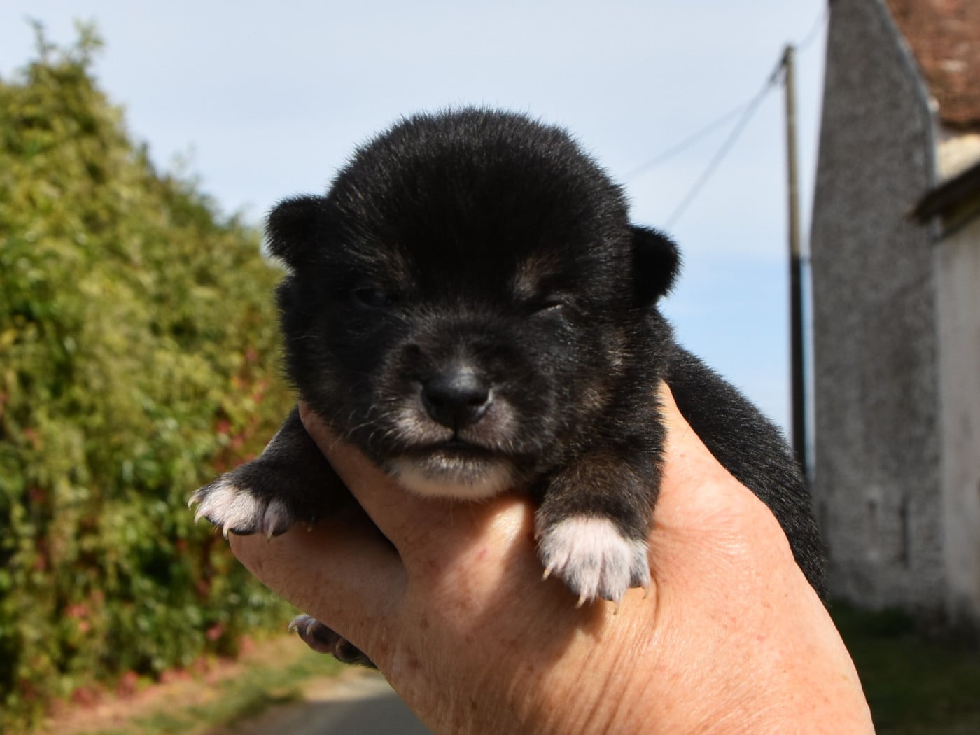 femelle noire et feu - Shiba