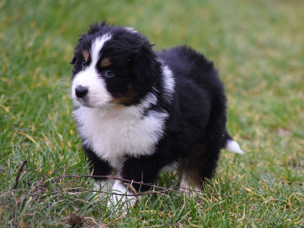 mâle noir tricolore