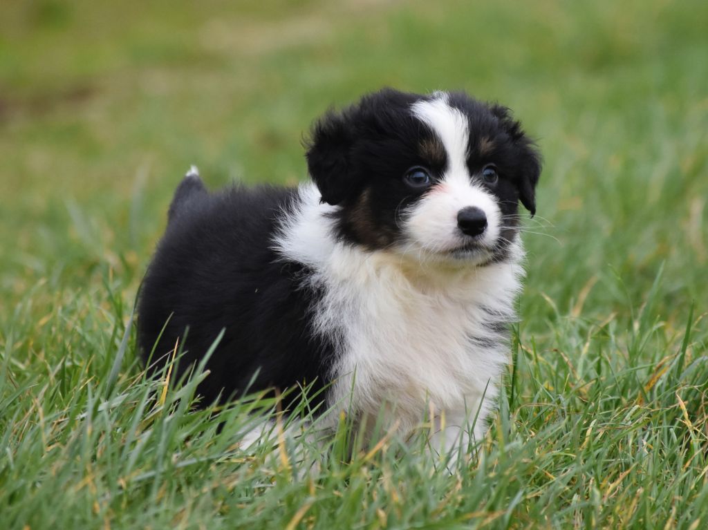 mâle noir tricolore