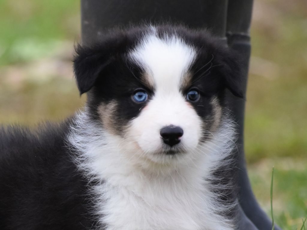 mâle noir tricolore
