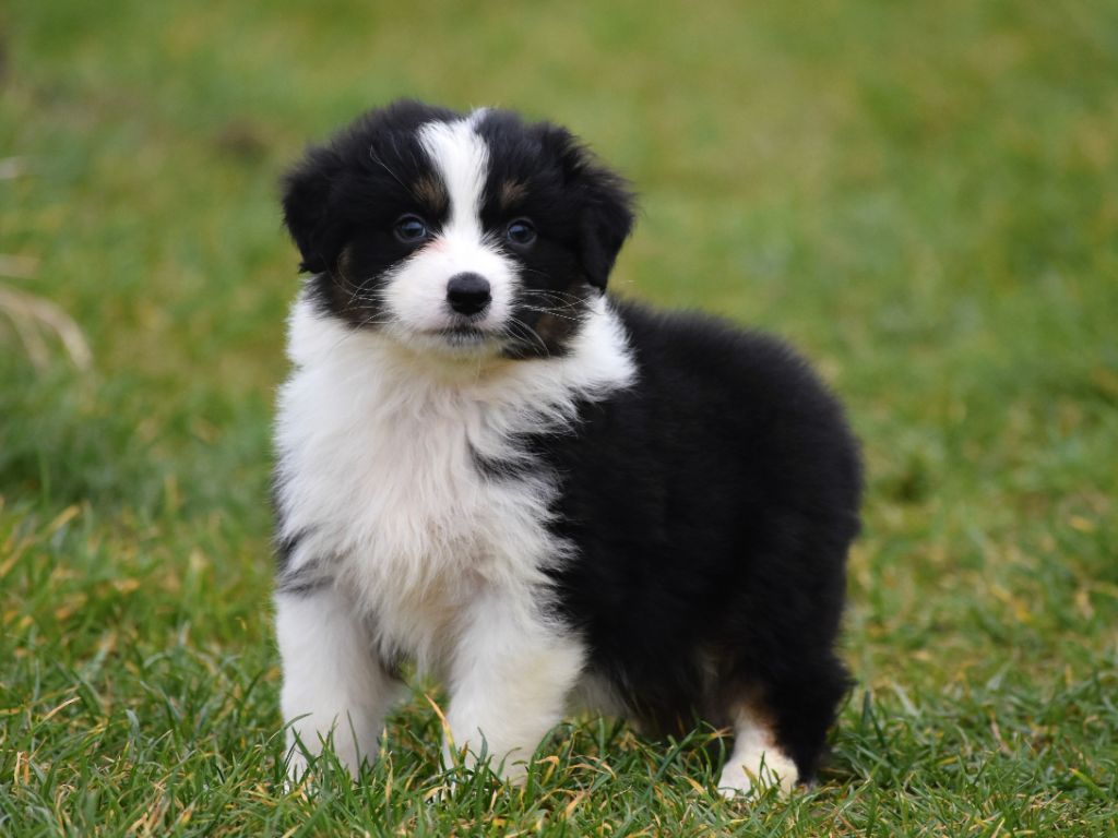 mâle noir tricolore