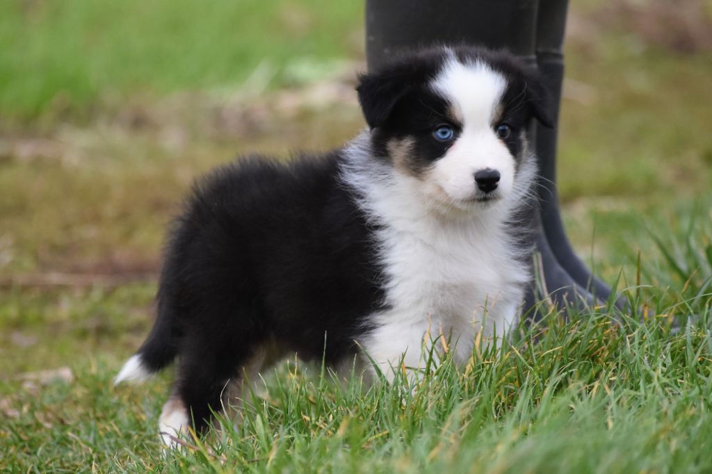 mâle noir tricolore