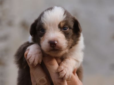 Les chiots de Berger Australien