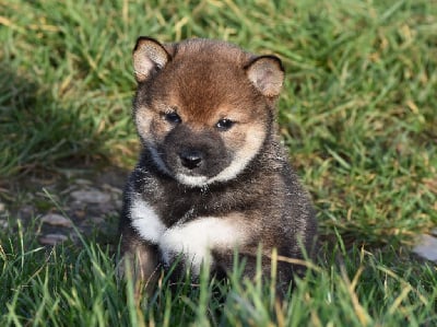 Les chiots de Shiba
