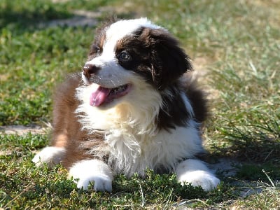 Les chiots de Berger Australien