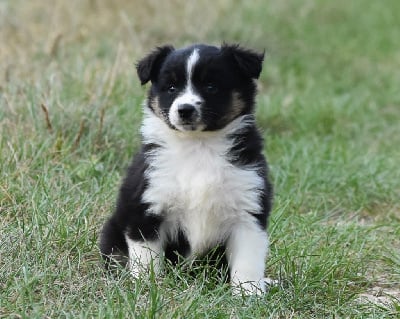 Les chiots de Berger Américain Miniature 