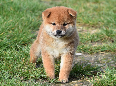 Les chiots de Shiba