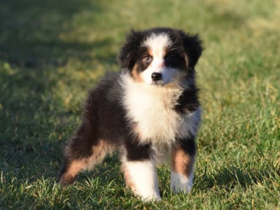 Les chiots de Berger Australien