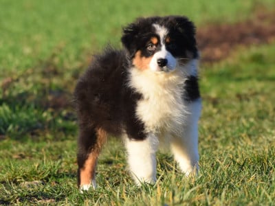 Les chiots de Berger Australien