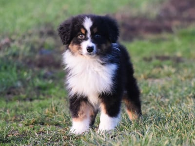 Les chiots de Berger Australien