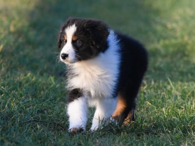 Les chiots de Berger Australien