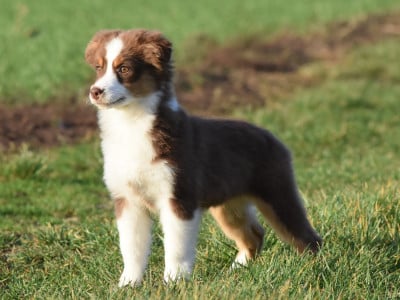 Berger Américain Miniature