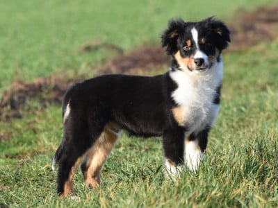 Les chiots de Berger Américain Miniature 