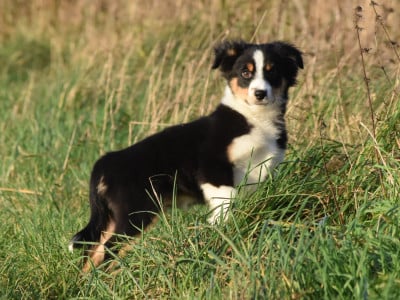 Les chiots de Berger Américain Miniature 