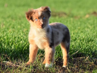 Les chiots de Berger Américain Miniature 